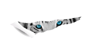 Tigre-seul-sans-texte-1